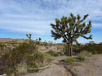joshua tree national park (7).JPG